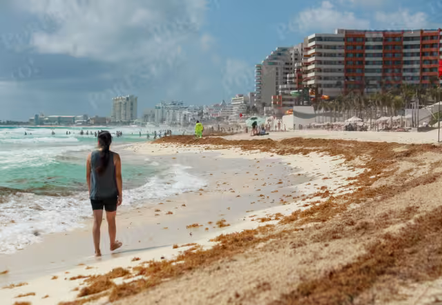 En casi tres meses se recolectaron mil 500 t de sargazo