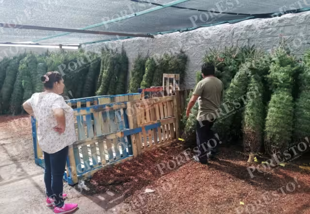 Debido a los precios, algunas han optado por usar su árbol navideño del año pasado o incluso usar material reciclado