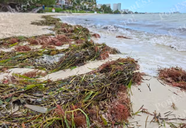 La alta concentración del vegetal provoca la erosión y contaminación de los arenales en el Caribe Mexicano