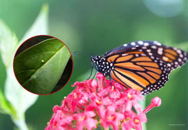 Este tipo de registro corresponde a una fase reproductiva, lo que representa un hecho inédito para la isla
