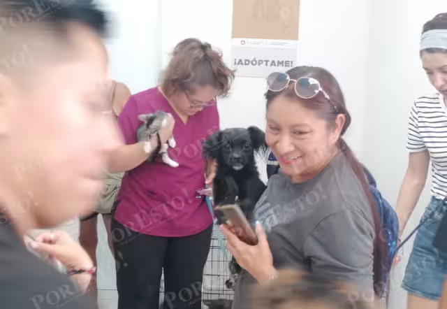 Los animales mayores de seis meses se entregan esterilizados y vacunados,