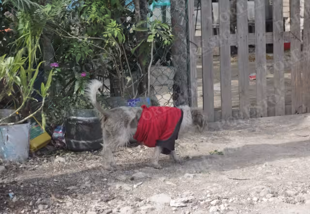 Mascotas y perros callejeros, de los más afectados por las bajas temperaturas en Cancún