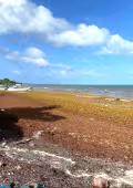 Playas de Isla María Elena siguen sucias pese a falta de nuevo sargazo. Residuos acumulados del primer trimestre generan malos olores.