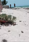 Profepa y Conanp imponen cinco clausuras en Yucatán por daños ambientales
