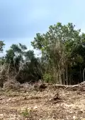 En dos años, en Quintana Roo se arrasaron 112 mil ha de vegetación, principalmente en Chetumal y Bacalar.