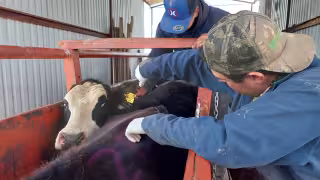 Buscan veterinarios para detectar tuberculosis bovina en Palizada: ofrecen 60 pesos por prueba