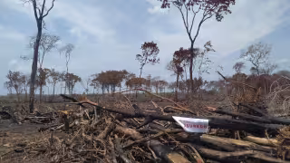 Profepa detecta devastación de 205 hectáreas de selva y clausura predio en Campeche