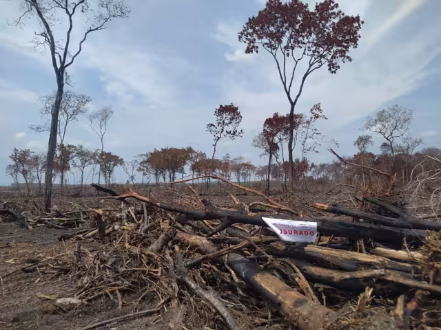 Clausuran 205 hectáreas de selva en Champotón por cambio ilegal de uso de suelo
