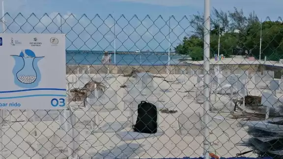Sobre la liberación de crías, informó que ya se fueron al mar 37 mil 137 tortuguitas Sobre la liberación de crías, informó que ya se fueron al mar 37 mil 137 tortuguitas
