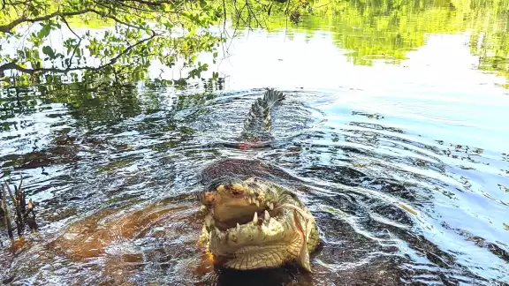 El cocodrilo estuvo a punto de alcanzar el pie del turista El cocodrilo estuvo a punto de alcanzar el pie del turista