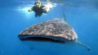 Descubre cuáles son los lugares para avistar al tiburón ballena en Quintana Roo