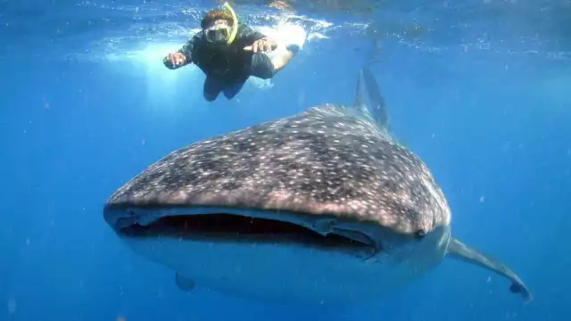 Descubre cuáles son los lugares para avistar al tiburón ballena en Quintana Roo