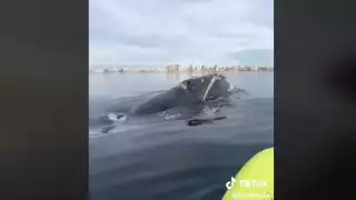 Las ballenas sorprendieron a estos turistas