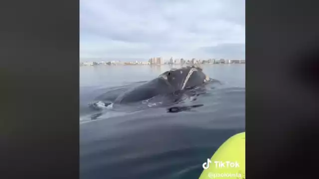 Las ballenas sorprendieron a estos turistas