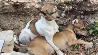 Rescatistas reprochan a las autoridades por no combatir la sobrepoblación de perros y gatos callejeros en Campeche