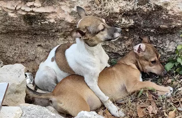 Rescatistas acusan que las instancias correspondientes, hacen lo “mínimo” para atender la problemática