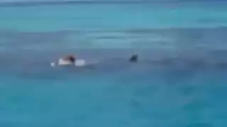 El tiburón la atacó cuando defendió a su hijo