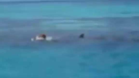 El tiburón la atacó cuando defendió a su hijo