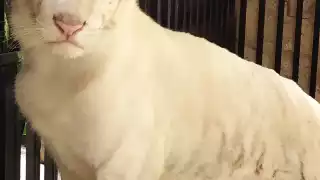 Los habitantes que lo deseen podrán visitarla cuando el zoológico efectúe en su próxima reapertura antes de que finalice octubre