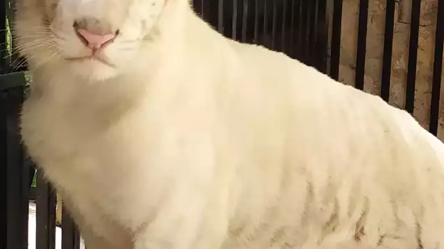 Los habitantes que lo deseen podrán visitarla cuando el zoológico efectúe en su próxima reapertura antes de que finalice octubre