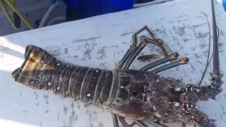 Langosta alcanza más de 800 pesos por kilo en el inicio de la temporada en Yucatán
