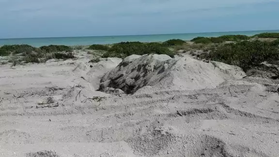 Las especies herbáceas tienen menos capacidad de reverdecer por la ocupación de dunas y la destrucción de las playas Las especies herbáceas tienen menos capacidad de reverdecer por la ocupación de dunas y la destrucción de las playas