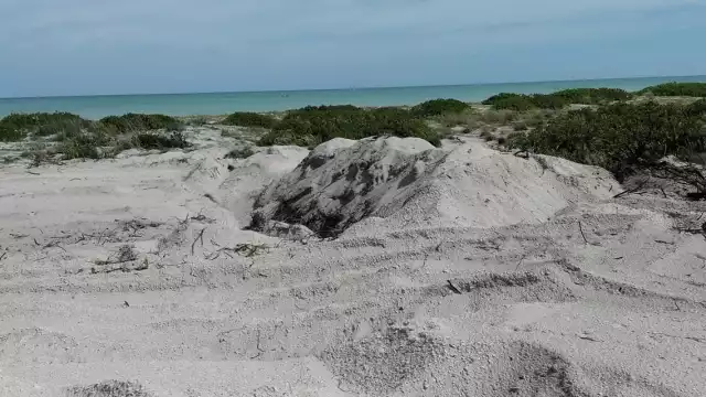 Las especies herbáceas tienen menos capacidad de reverdecer por la ocupación de dunas y la destrucción de las playas