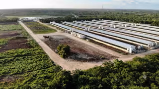 Jueza federal ordena inspecciones a granjas porcícolas  en Yucatán por denuncias ambientales