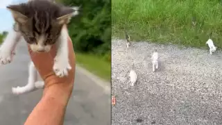 Hombre es emboscado por gatitos al rescatar a uno de ellos: VIDEO