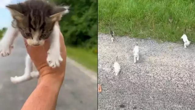 El hombre sube videos de los gatitos que rescató y asegura que ya les busca un buen hogar a todo
