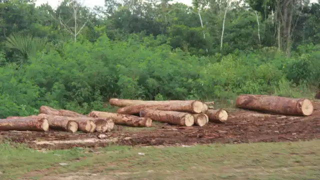 El núcleo agrario del municipio se dice abastecido para trabajar en el Tren Maya