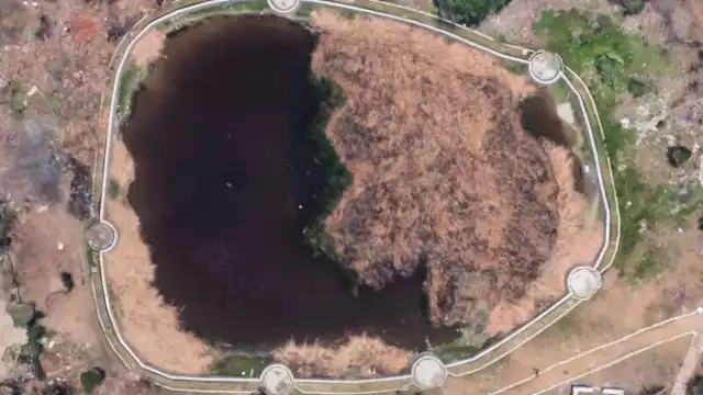 Decenas viven en la aguada de la Hacienda, junto a cocodrilos juveniles que emigraron de Makax