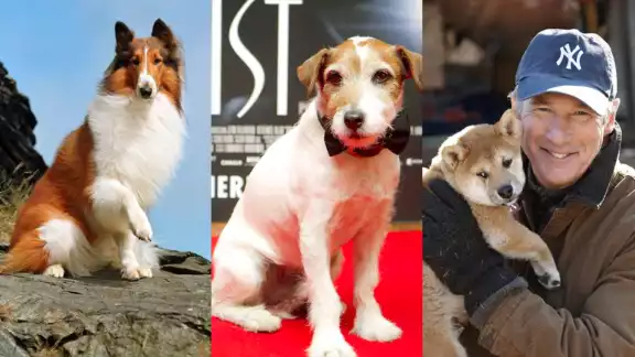 Desde el 2004, cada 21 de julio se festeja en todo el planeta el Día Mundial del Perro