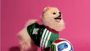 Jerseys para perros del Mundial 2026: precio, dónde comprar y cuándo salen a la venta