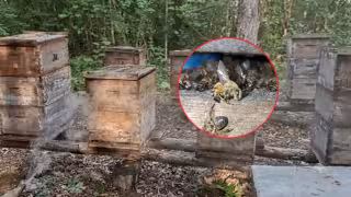 Reportan nuevo caso de mortandad de abejas en Hopelchén; mueren 30 colmenas por presunto envenenamiento
