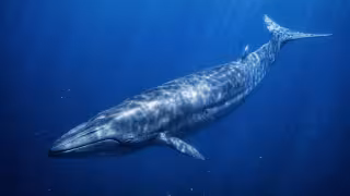 Protegen en costas yucatecas a la ballena de Rice, uno de los cetáceos más amenazados; hay menos de 100 ejemplares en el mundo