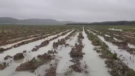 La molienda en el Ingenio San Rafel de Pucté es afectada por el temporal que ingresó a Quintana Roo el fin de semana pasado. La molienda en el Ingenio San Rafel de Pucté es afectada por el temporal que ingresó a Quintana Roo el fin de semana pasado.
