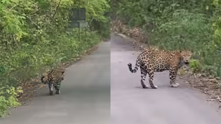 El rey de la selva maya: Captan a majestuoso jaguar caminando tranquilamente en Calakmul