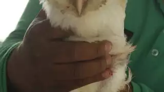 El búho presentaba un importante sangrado en su pata