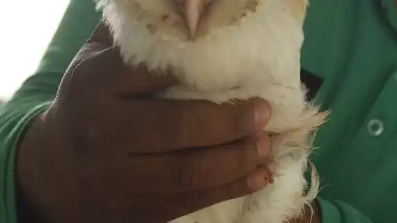 El búho presentaba un importante sangrado en su pata El búho presentaba un importante sangrado en su pata