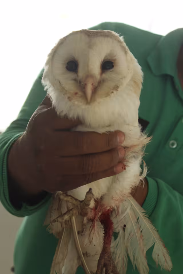 El búho presentaba un importante sangrado en su pata