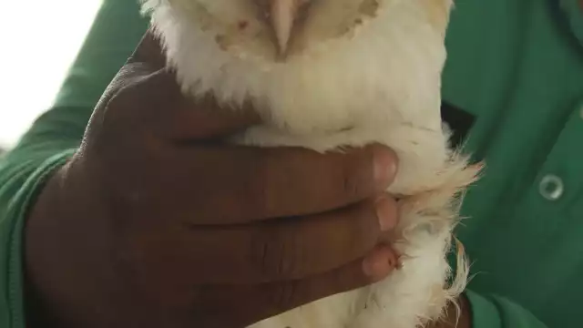 El búho presentaba un importante sangrado en su pata