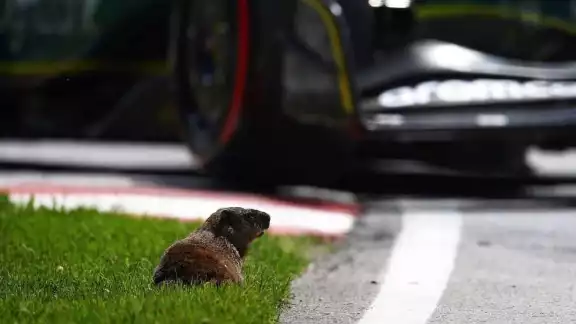 Las marmotas ya son acostumbradas en el Gran Premio de Canadá Las marmotas ya son acostumbradas en el Gran Premio de Canadá