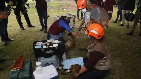 Spay y Spike reciben atención médica