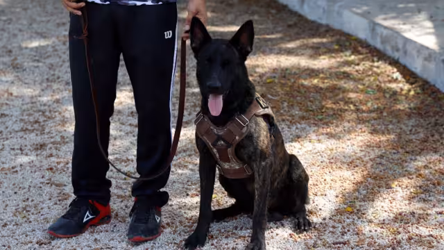 En Yucatán entrenar a un perro guía o de defensa personal podría rebasar los 100 mil pesos