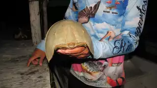 Trabajadores del rubro señalan que protegen el medio ambiente, ya que de ello depende la economía de las familias locales