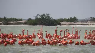 Reserva de Río Lagartos, un paraíso de ensueño para el turismo en Yucatán: FOTOS