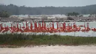 Las Coloradas se crea en el siglo XX durante la década de los 40 en Yucatán