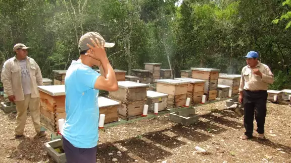 En lo que va del año se ha perdido al menos medio millar de colmenas en 6 comisarías del Oriente de Yucatán