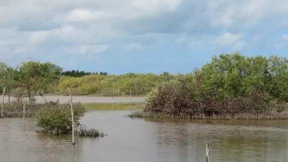 Los invasores llegaron con maderas y laminas a los terrenos del mangle